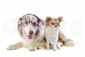 border collie and chihuahua