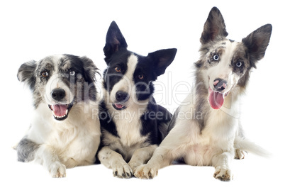 border collies