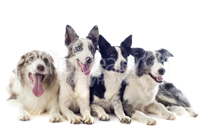 border collies