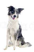 border collie