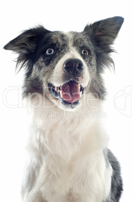 border collie