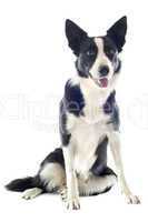 border collie