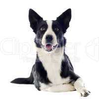 border collie