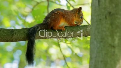 Squirrel sitting on a branch