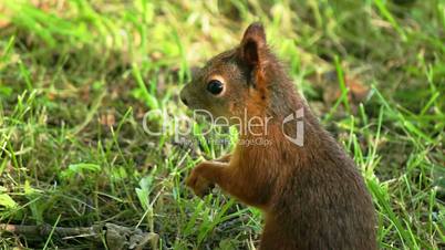 Squirrel chews