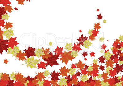 Autumn maples