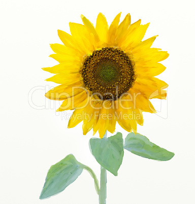 Watercolor -Sunflower