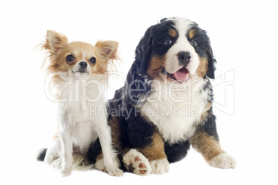 puppy bernese moutain dog and chihuahua