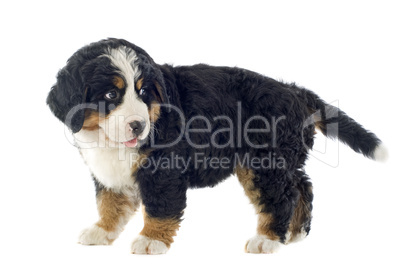 puppy bernese moutain dog