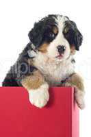 puppy bernese moutain dog in a box