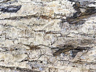 texture of tree bark in the background