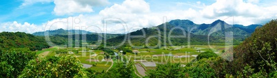 Taro Fields on Kauai Hawaii