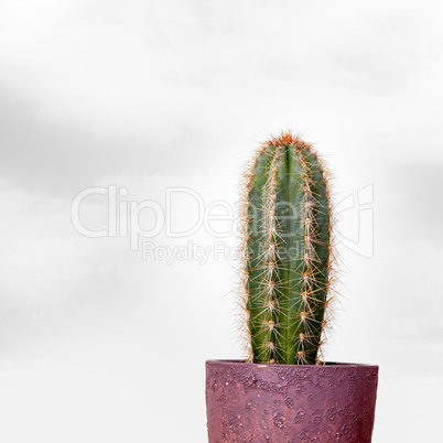 Cactus in flowerpot