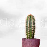 Cactus in flowerpot