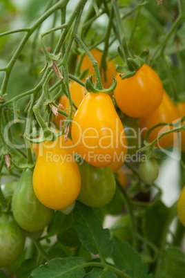 yellow tomatoes