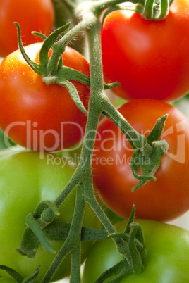 tomatoes