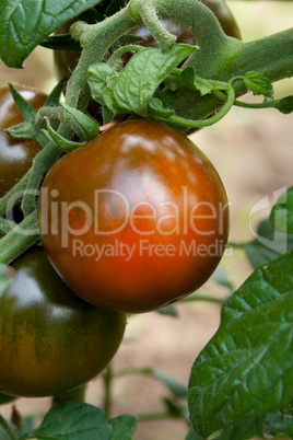 brown tomatoes