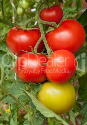 tomatoes