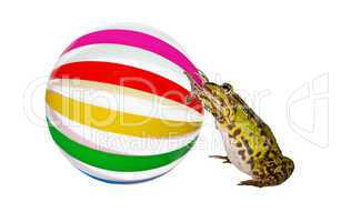 Frog pushing a large beachball