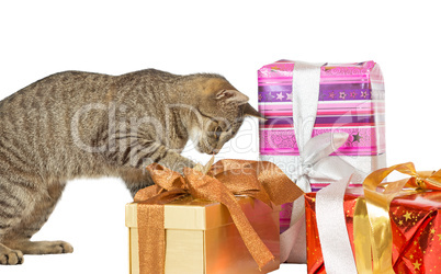 Cat inspecting Christmas presents