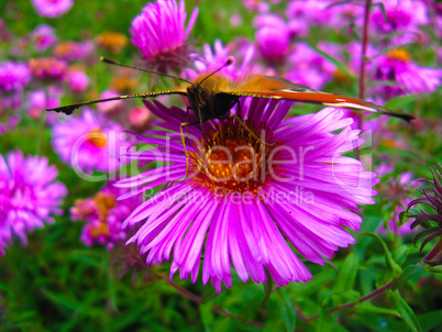 The peacock eye on the aster