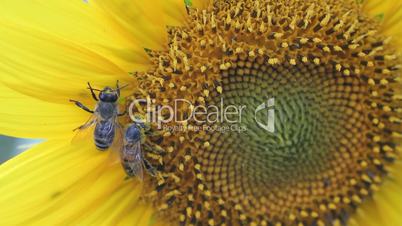 Two bees and sunflower