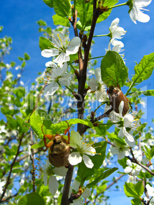 Chafers climbing on blossoming plum