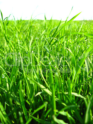 Dewdrop on a green blade