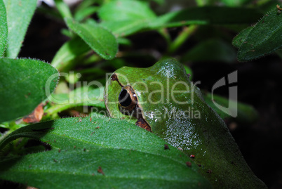 gruener laubfrosch zwischen blaetter