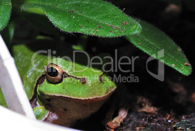 gruener laubfrosch kamera