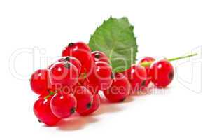 Red currants on a white background.