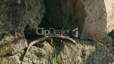 Lizard on the rock