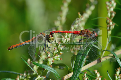 Two beautiful dragonfly