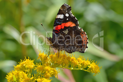 Beautiful butterfly(Vanessa atalanta)
