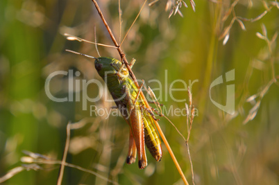 Beautiful little grasshopper