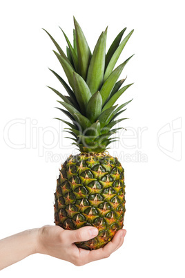 Hand holding pineapple fruit