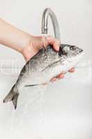 Hand holding gilthead fish food