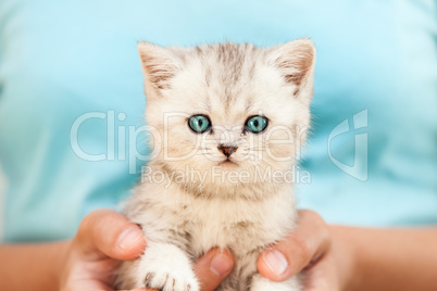 Human hands holding little cat