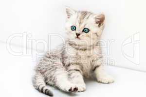 Little british domestic silver tabby cat