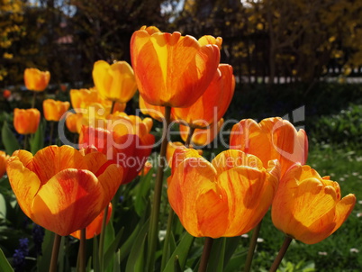 Tulpenblüten / tulips bloom Tulpenblüten / tulips bloom