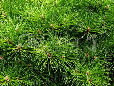 Kiefern / pines