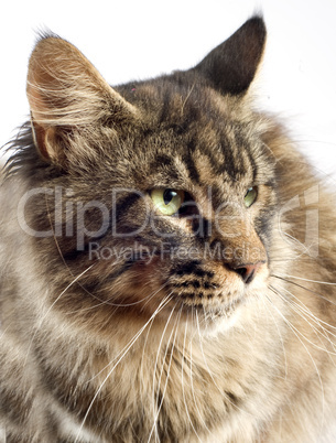 maine coon cat