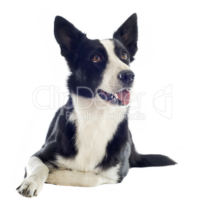 border collie