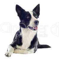 border collie