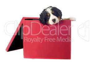puppy bernese mountain dog in a box