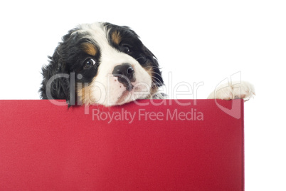 puppy bernese moutain dog in a box