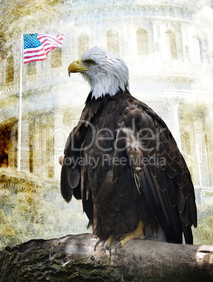 American Bald Eagle