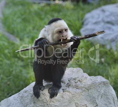 White-Throated Capuchin Monkey