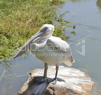 White Pelican