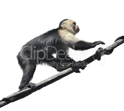 White-Throated Capuchin Monkey